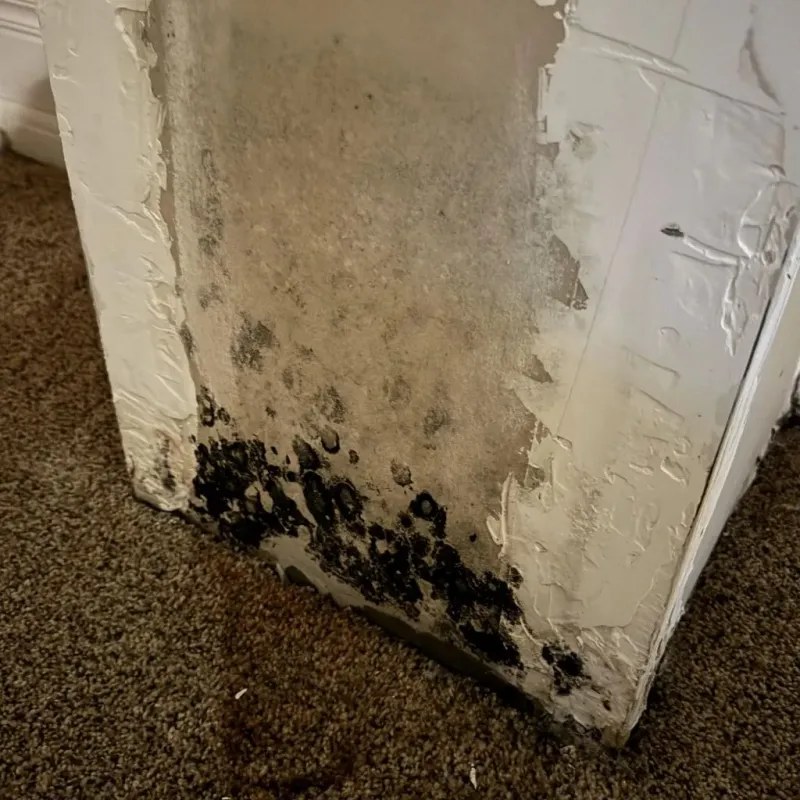 Professional Mold Removal in Cimarron County, OK